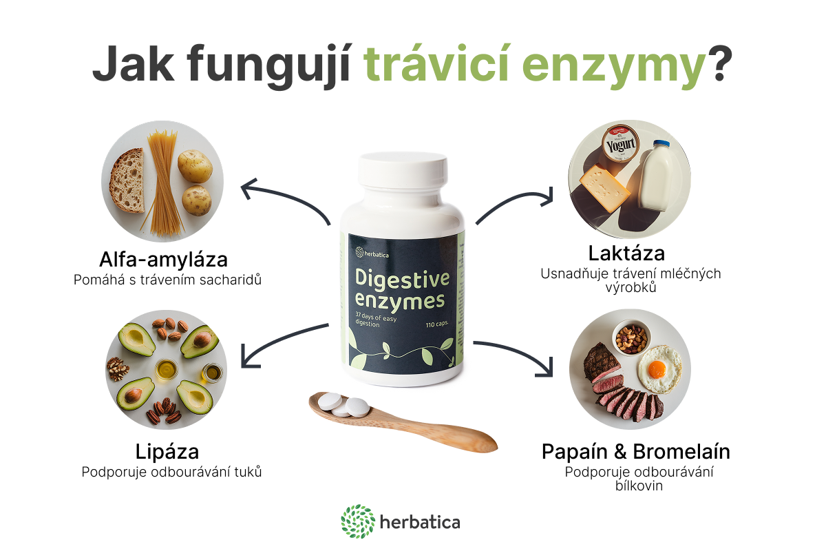 infografika CZ Jak fungují trávicí enzýmy
